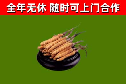 清远回收冬虫夏草